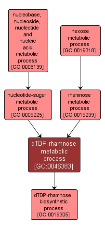 GO:0046383 - dTDP-rhamnose metabolic process (interactive image map)