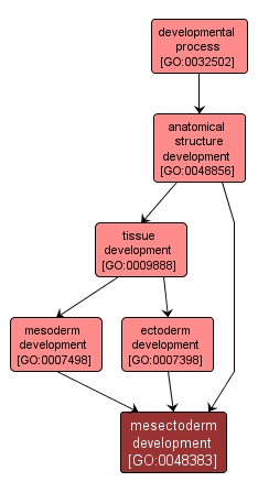 GO:0048383 - mesectoderm development (interactive image map)