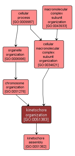 GO:0051383 - kinetochore organization (interactive image map)