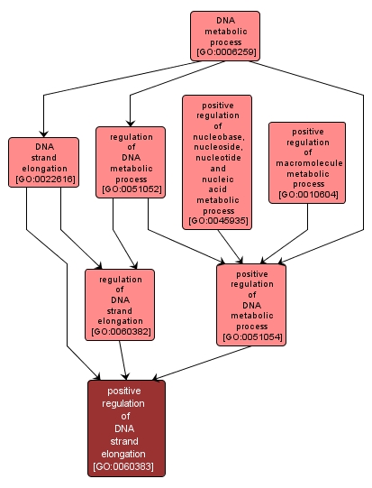 GO:0060383 - positive regulation of DNA strand elongation (interactive image map)