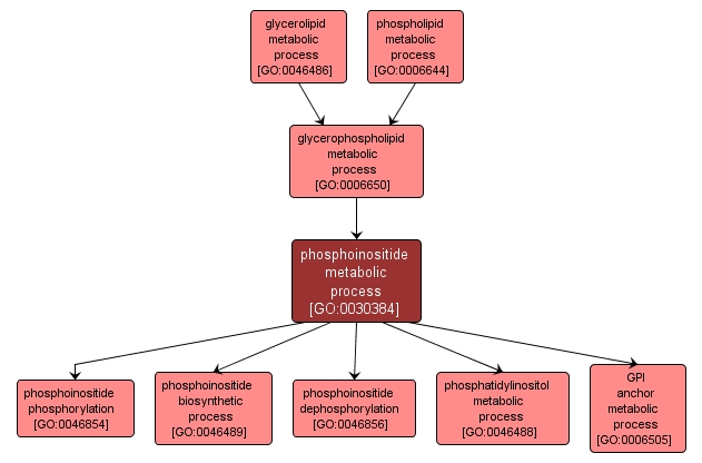 GO:0030384 - phosphoinositide metabolic process (interactive image map)