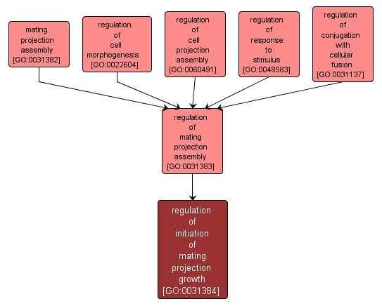 GO:0031384 - regulation of initiation of mating projection growth (interactive image map)