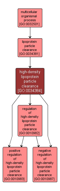 GO:0034384 - high-density lipoprotein particle clearance (interactive image map)