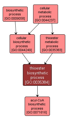 GO:0035384 - thioester biosynthetic process (interactive image map)