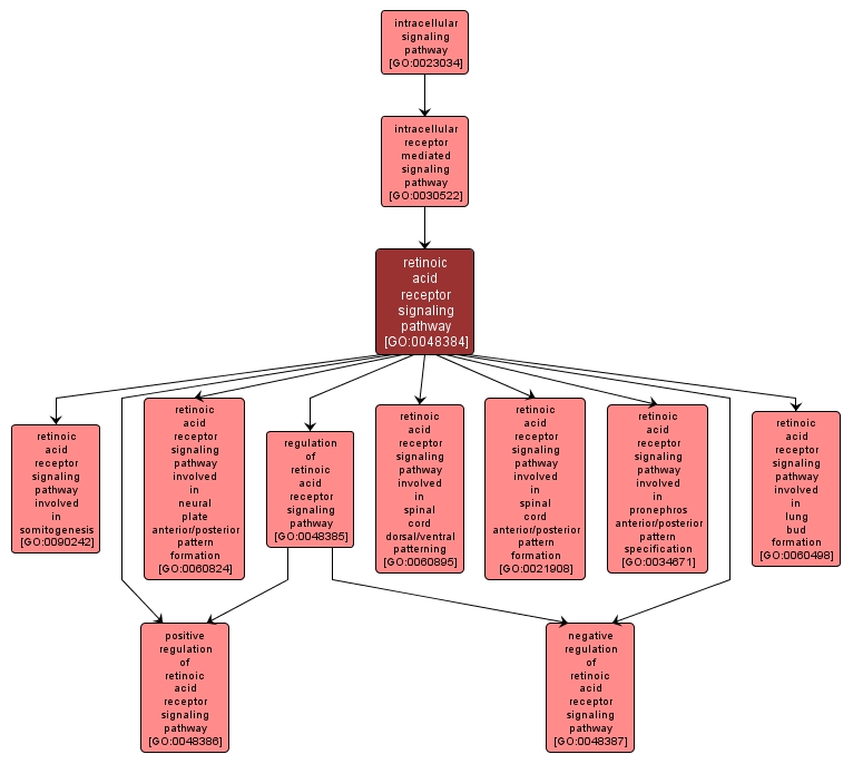 GO:0048384 - retinoic acid receptor signaling pathway (interactive image map)