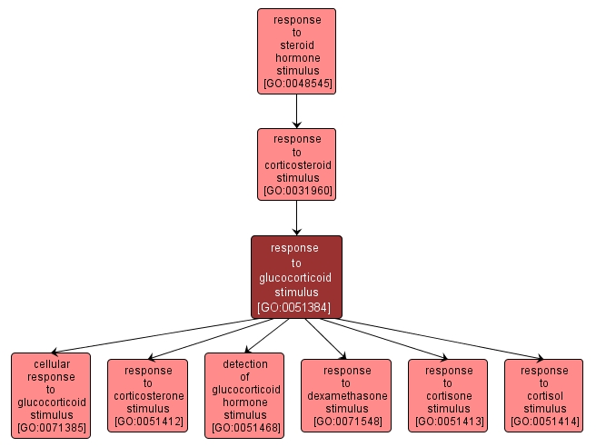 GO:0051384 - response to glucocorticoid stimulus (interactive image map)