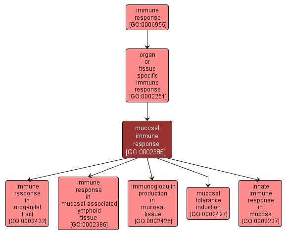 GO:0002385 - mucosal immune response (interactive image map)