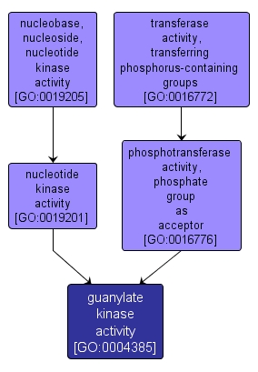 GO:0004385 - guanylate kinase activity (interactive image map)