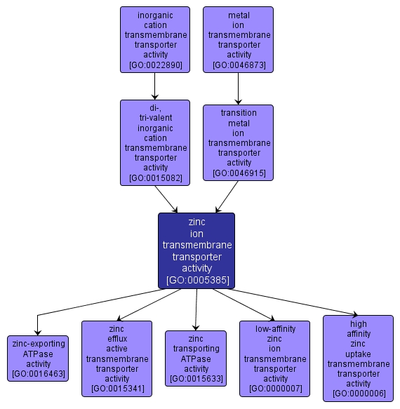 GO:0005385 - zinc ion transmembrane transporter activity (interactive image map)