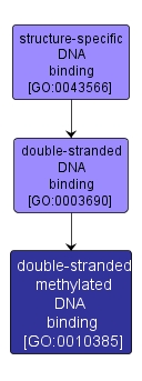 GO:0010385 - double-stranded methylated DNA binding (interactive image map)