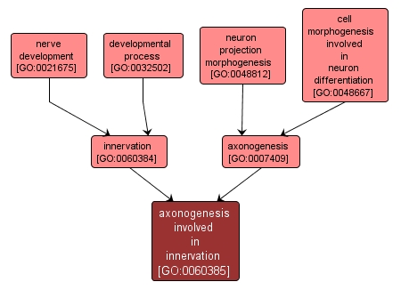 GO:0060385 - axonogenesis involved in innervation (interactive image map)