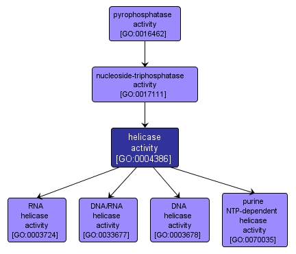 GO:0004386 - helicase activity (interactive image map)