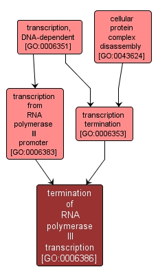 GO:0006386 - termination of RNA polymerase III transcription (interactive image map)