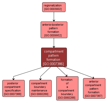 GO:0007386 - compartment pattern formation (interactive image map)