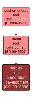 GO:0010386 - lateral root primordium development (interactive image map)