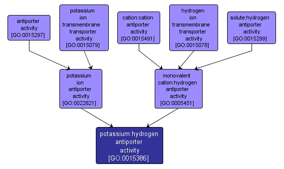 GO:0015386 - potassium:hydrogen antiporter activity (interactive image map)