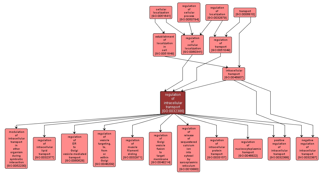 GO:0032386 - regulation of intracellular transport (interactive image map)