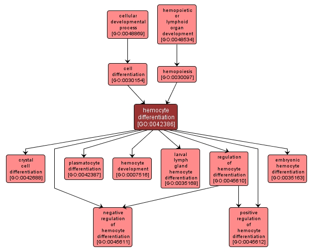 GO:0042386 - hemocyte differentiation (interactive image map)