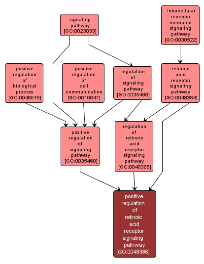 GO:0048386 - positive regulation of retinoic acid receptor signaling pathway (interactive image map)