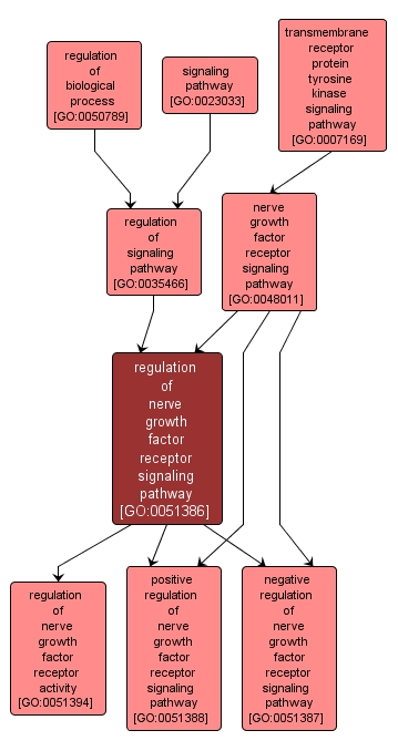 GO:0051386 - regulation of nerve growth factor receptor signaling pathway (interactive image map)