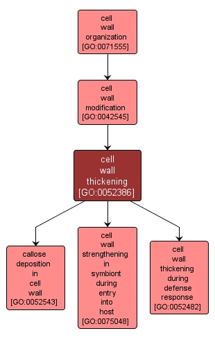 GO:0052386 - cell wall thickening (interactive image map)