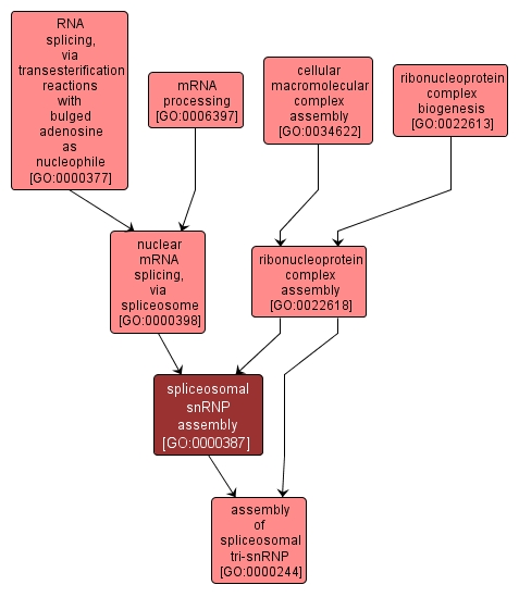 GO:0000387 - spliceosomal snRNP assembly (interactive image map)