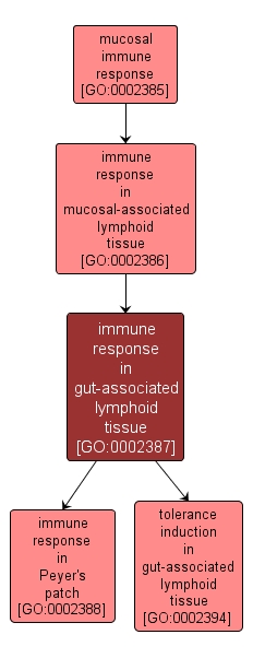 GO:0002387 - immune response in gut-associated lymphoid tissue (interactive image map)
