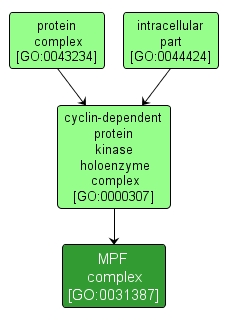 GO:0031387 - MPF complex (interactive image map)