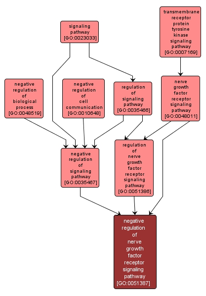 GO:0051387 - negative regulation of nerve growth factor receptor signaling pathway (interactive image map)