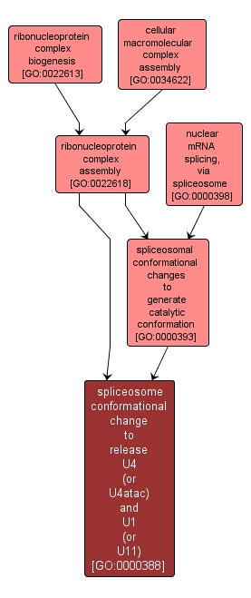 GO:0000388 - spliceosome conformational change to release U4 (or U4atac) and U1 (or U11) (interactive image map)