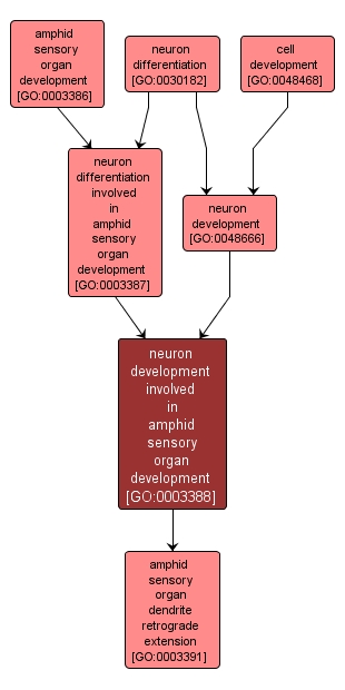 GO:0003388 - neuron development involved in amphid sensory organ development (interactive image map)