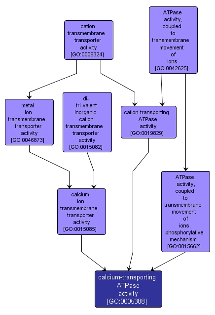 GO:0005388 - calcium-transporting ATPase activity (interactive image map)