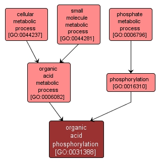 GO:0031388 - organic acid phosphorylation (interactive image map)