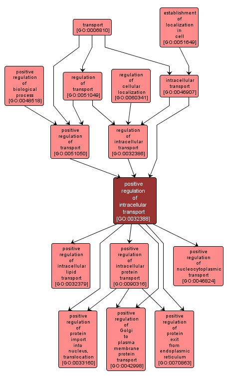 GO:0032388 - positive regulation of intracellular transport (interactive image map)