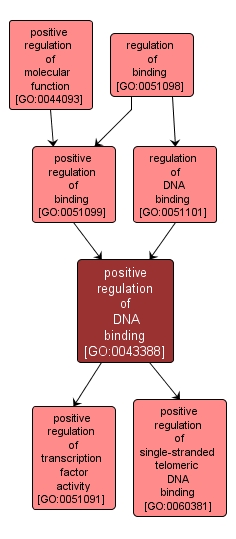 GO:0043388 - positive regulation of DNA binding (interactive image map)