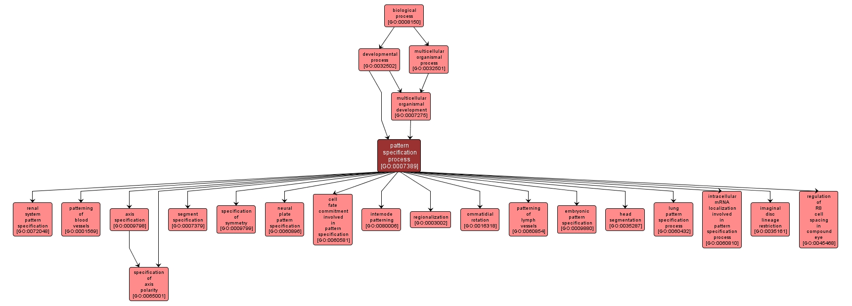 GO:0007389 - pattern specification process (interactive image map)