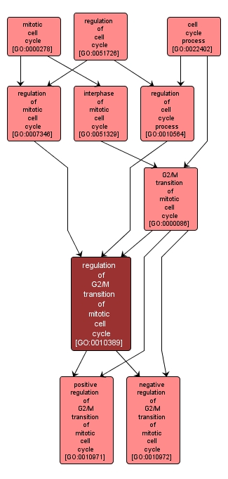 GO:0010389 - regulation of G2/M transition of mitotic cell cycle (interactive image map)