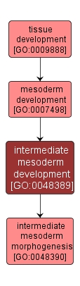 GO:0048389 - intermediate mesoderm development (interactive image map)