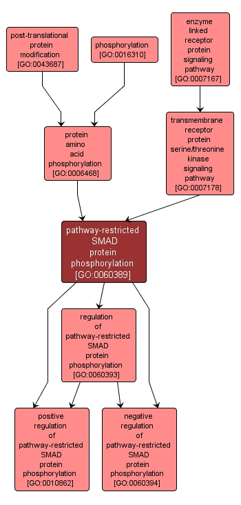 GO:0060389 - pathway-restricted SMAD protein phosphorylation (interactive image map)