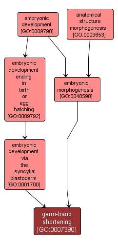 GO:0007390 - germ-band shortening (interactive image map)