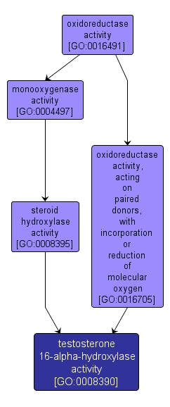 GO:0008390 - testosterone 16-alpha-hydroxylase activity (interactive image map)