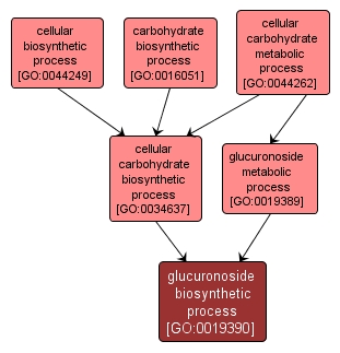 GO:0019390 - glucuronoside biosynthetic process (interactive image map)