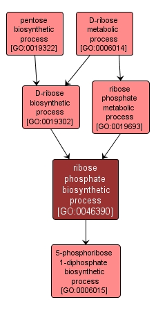GO:0046390 - ribose phosphate biosynthetic process (interactive image map)