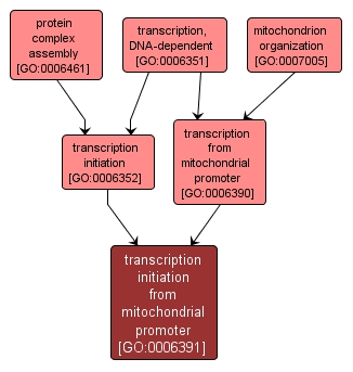 GO:0006391 - transcription initiation from mitochondrial promoter (interactive image map)