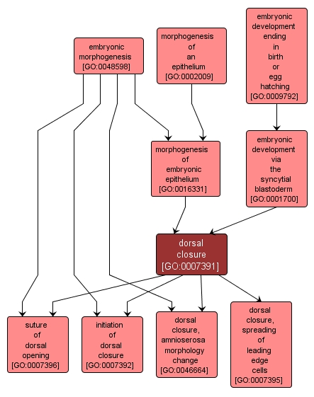 GO:0007391 - dorsal closure (interactive image map)