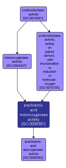 GO:0008391 - arachidonic acid monooxygenase activity (interactive image map)