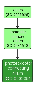 GO:0032391 - photoreceptor connecting cilium (interactive image map)