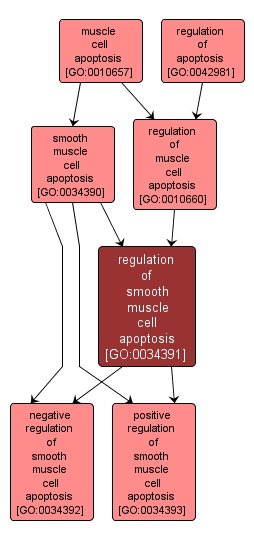 GO:0034391 - regulation of smooth muscle cell apoptosis (interactive image map)