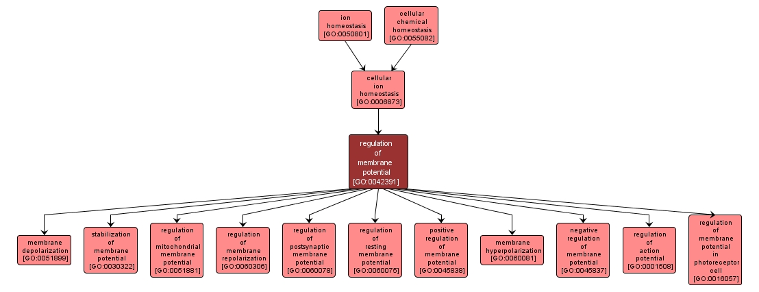 GO:0042391 - regulation of membrane potential (interactive image map)