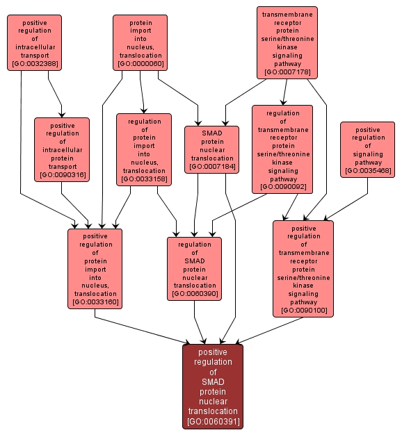 GO:0060391 - positive regulation of SMAD protein nuclear translocation (interactive image map)